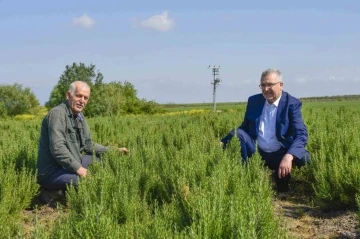 Karacabey, aromatik bitki alanında da dikkat çekiyor