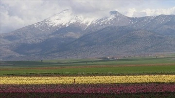 Karaman'da lale bahçesi ziyaretçilere kapılarını açmaya hazırlanıyor