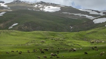 Karların eridiği Palandöken Dağı çiçeklerin farklı tonlarıyla renklendi