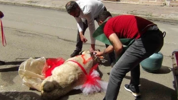 Kars’ta geline &quot;süslü koç gönderme geleneği&quot; sürüyor
