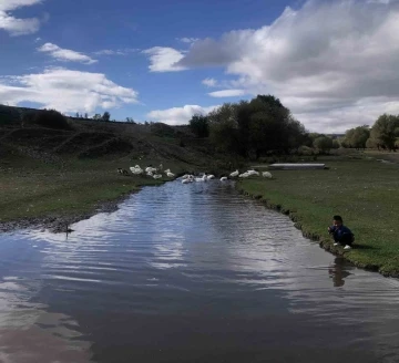 Kars’ta kazlar kesim öncesi besiye alındı
