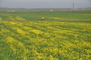 Kars’ta renk cümbüşü yaşanıyor
