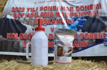 Kars’ta Sonbahar Dönemi Şap Aşılama kampanyası başladı
