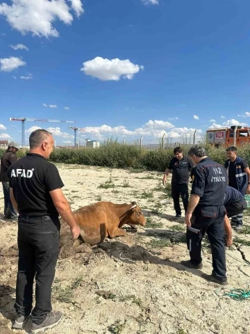 Kars’ta su göletine düşen büyükbaş hayvan kurtarıldı
