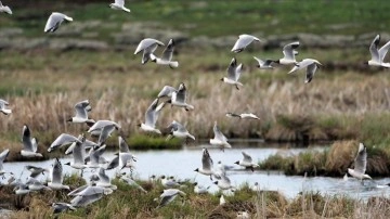 Kars'taki Çalı Gölü'nde bugüne kadar 185 türden kuş gözlemlendi