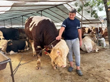 Kartal’da kurban pazarının şampiyonu 1320 kilo ağırlığındaki tosun alıcısını bekliyor
