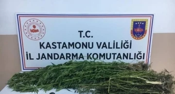 Kastamonu’da 28 kök kenevir ele geçirildi: 1 gözaltı
