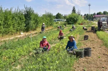 Kastamonu’da 400 bin adet yabani meyve üretimi gerçekleştirildi
