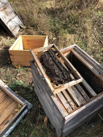 Kastamonu’da arılığa giren ayı, 10 kovanı parçaladı, binlerce arıyı telef etti
