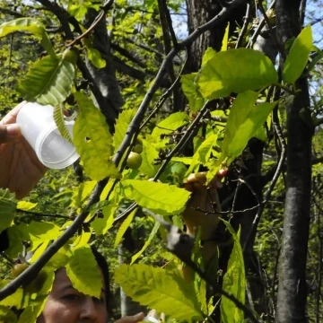 Kastamonu’da ’katil gal arısı’yla mücadele devam ediyor
