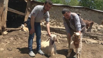 Kastamonu’da kurtlar 50 kurbanlık hayvanı telef etti
