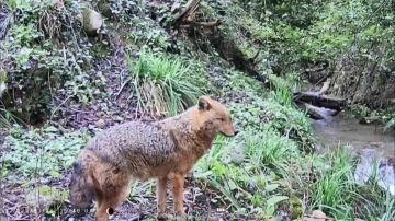 Kastamonu’da yaban hayvanları kameraya yansıdı
