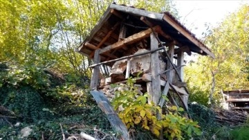 Kastamonu'da aç kalan ayılar arı kovanlarına zarar verdi