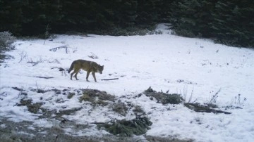 Kastamonu'da yaban hayatı akademisyenlerce mercek altına alındı