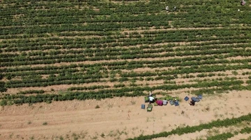 Kavurucu sıcakta tarlada ekmek mücadelesi
