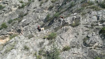 Kayalıkta mahsur kalan köpeği itfaiye ekibi kurtardı
