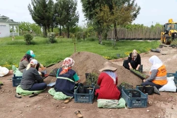 Kayapınar Belediyesi 1 milyon 500 bin bitki üretmeyi hedefliyor
