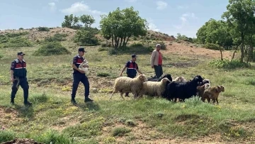 Kaybolan küçükbaş hayvanlar jandarma ekiplerince bulundu
