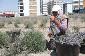 Kayseri’nin parfüm kokan mahallesi: Erkilet
