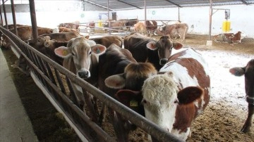 Kayserili besici, depremde barınakları yıkılan büyükbaş hayvanlara çiftliğini açtı