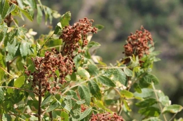 Kebapçıların gözdesi sumağın hasadı başladı
