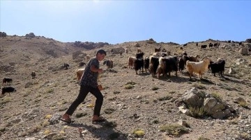 Keçi otlatırken hazırlandığı LGS sınavında 494 puan alan Muhammet İstanbul'da okuyacak