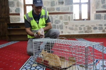 Kedi 500 yıllık caminin minberinde doğum yaptı, belediye sahip çıktı
