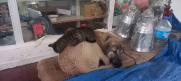 Kedi ’en olmadık yerde’ ısınmaya çalıştı
