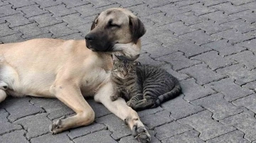 Kedi ile köpeğin kıskandıran dostluğu
