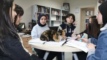 Kedi "Merkür" lise öğrencilerinin yakın arkadaşı oldu