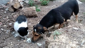 Kedi ve köpek, didişmek yerine dost olmayı seçti
