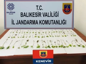 Kenevir bitkisi yetiştirenler jandarmadan kaçamadı
