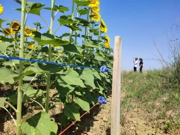 Keşan’da ayçiçeği üreticisi domuz zararına karşı mücadele ediyor
