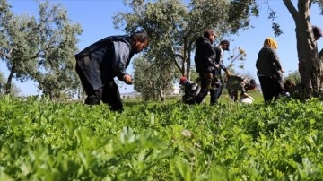 Kilis'te tarım işçileri 1 Mayıs Emek ve Dayanışma Günü'nde de üretime katkı sağlıyor