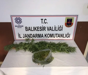 Kirazlı Manastırı mevkiinde kenevir bulundu
