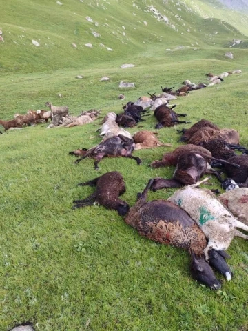 Kırgızistan’da yıldırım düştü: 250 koyun telef oldu