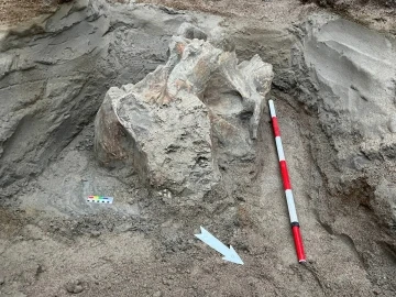 Kırgızistan’daki bir taş ocağında mamut kemikleri bulundu
