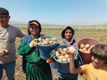 Kışlık ’agria’ cinci patateste hasat başladı
