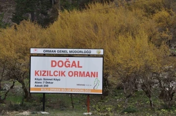 Kızılcık ağaçları sapsarı çiçek açtı
