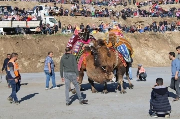 Koçarlı, Geleneksel Deve Güreşi Festivali’ne hazır
