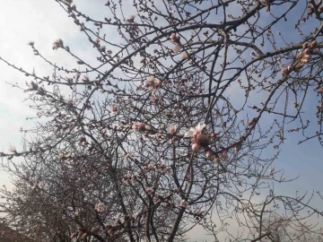 Konya’da badem ağaçları çiçek açtı
