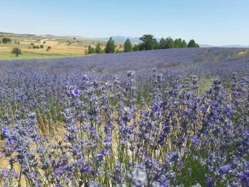 Konya’da çorak topraklar lavanta ile mor renge büründü
