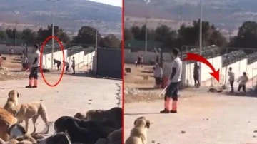 Konya'da köpeğe kürekle işkence yapan 2 cani tahliye edildi