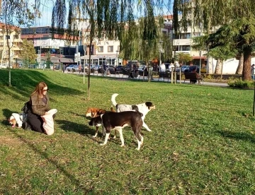 Köpeğine yaptığı doğum gününde hediye gelen mamaları sokak hayvanlarına dağıttı
