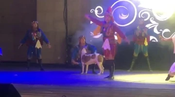 Köpek sahneye daldı, dansçılar şaşkına döndü
