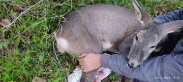 Köpeklerin saldırısına uğrayan karacayı işçiler kurtardı
