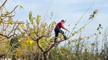 Köşk Belediyesi, yeşil alanların bakım çalışmalarını sürdürüyor
