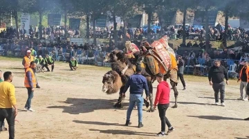 Köşk’te Deve Güreşi Festivali düzenlendi
