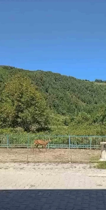 Köye inen Karaca vatandaşlar tarafından görüntülendi
