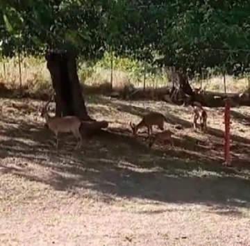 Köye, sürü halinde inen yaban keçileri görüntülendi
